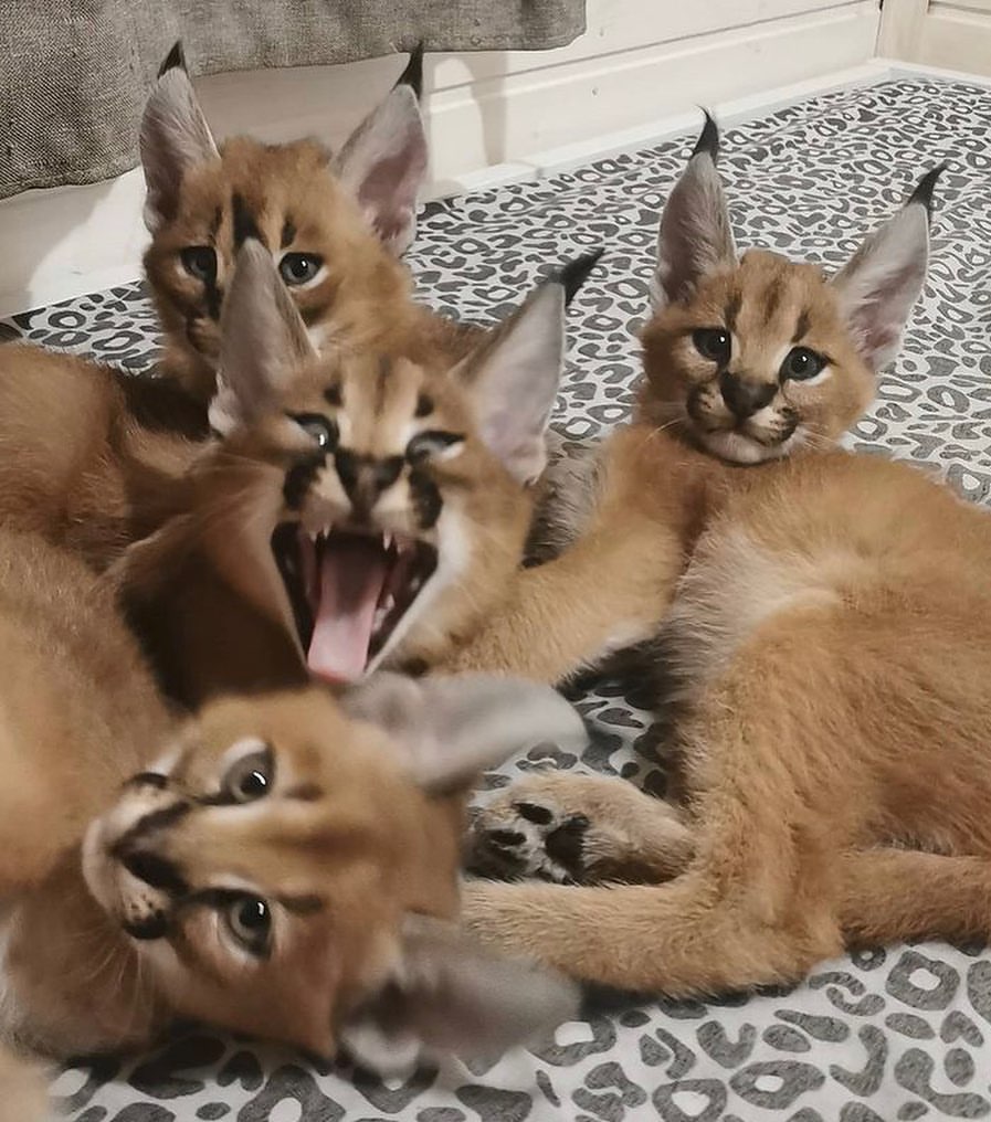 caracal kittens for sale near me​