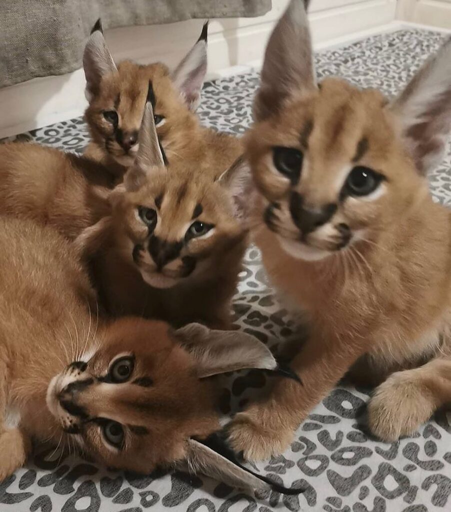 price caracal kittens for sale​
