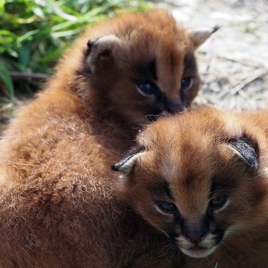 caracal cat for sale texas 	