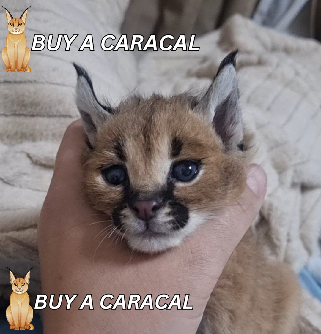 caracal for sale uk price