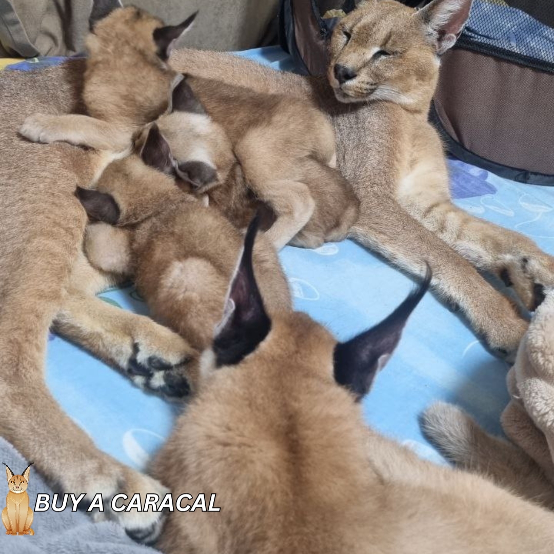 caracal kittens for sale