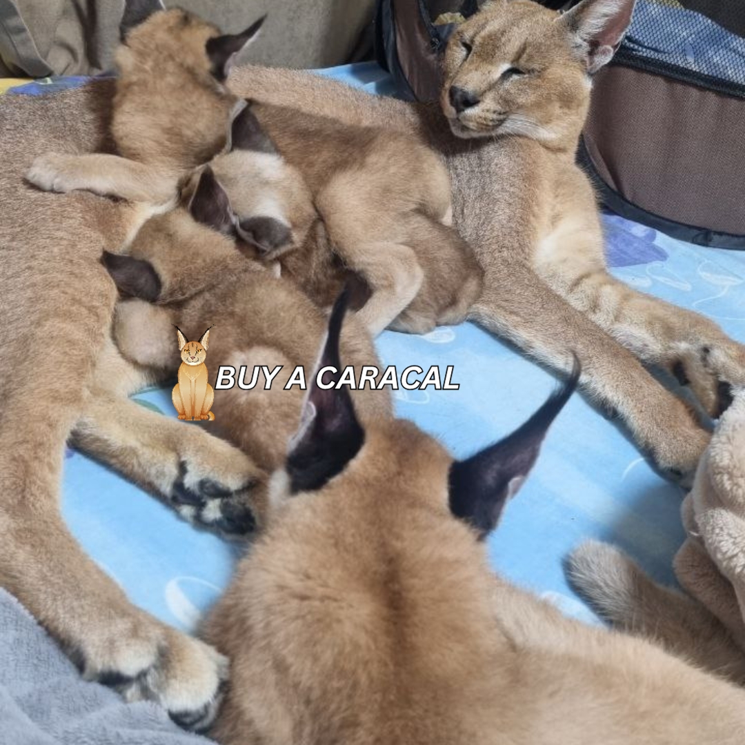 caracal-kittens-for-sale-uk
