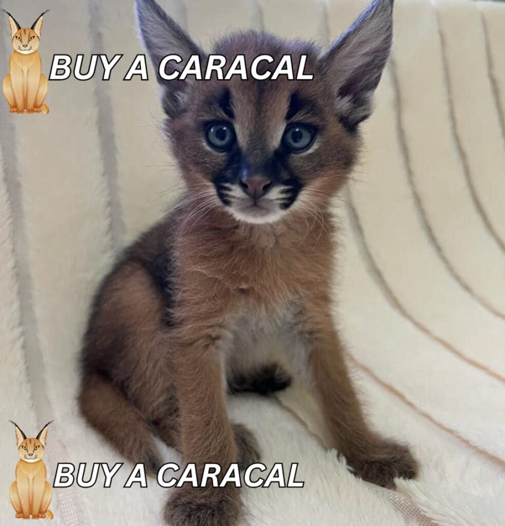 caracal cat for sale​
