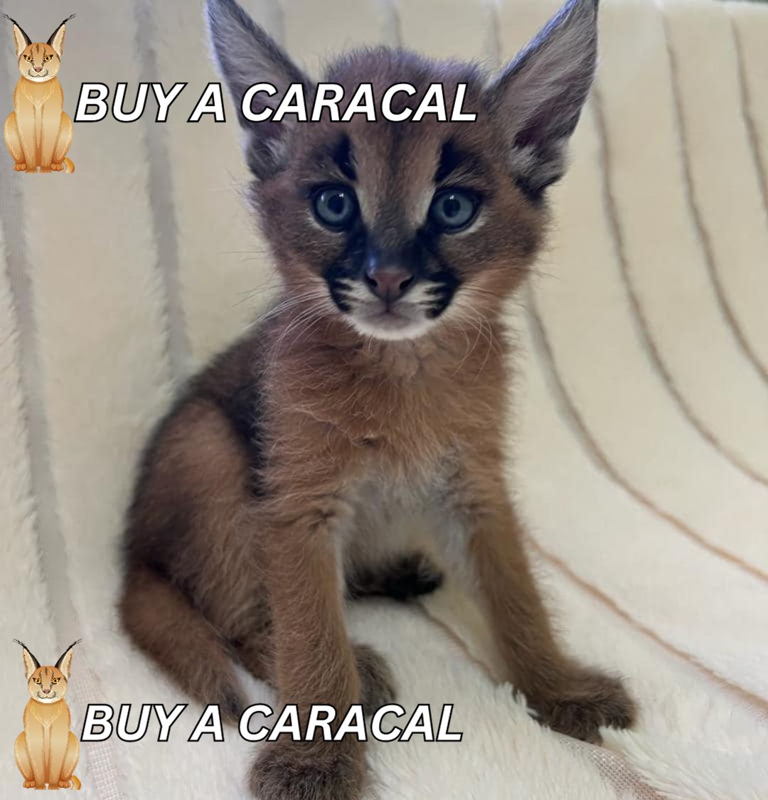 caracal for sale uk price