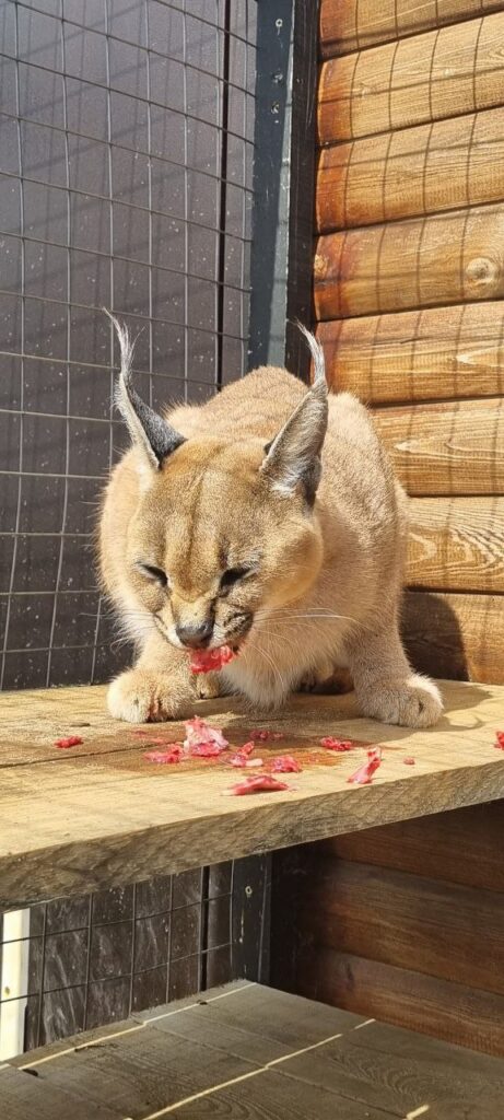 caracal cat for sale