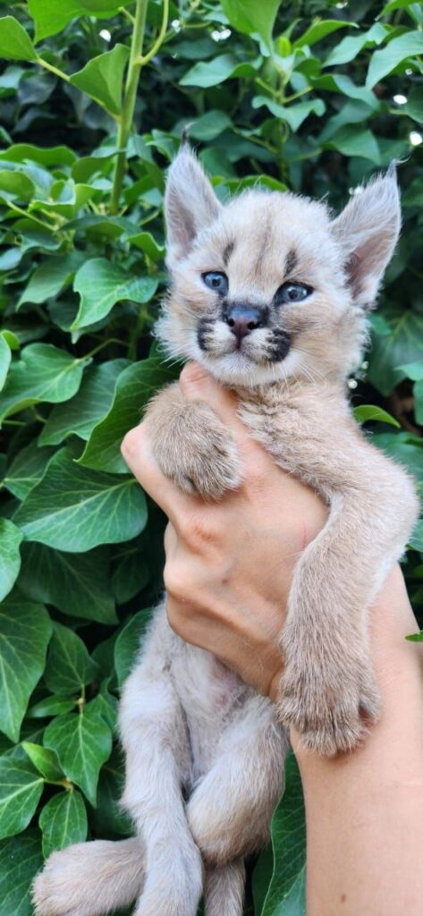 caracal kittens for sale​
